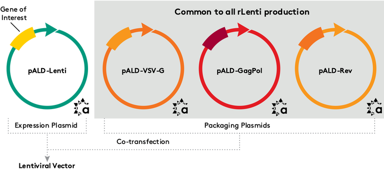 pALD-Lenti System - Common to all rLenti production