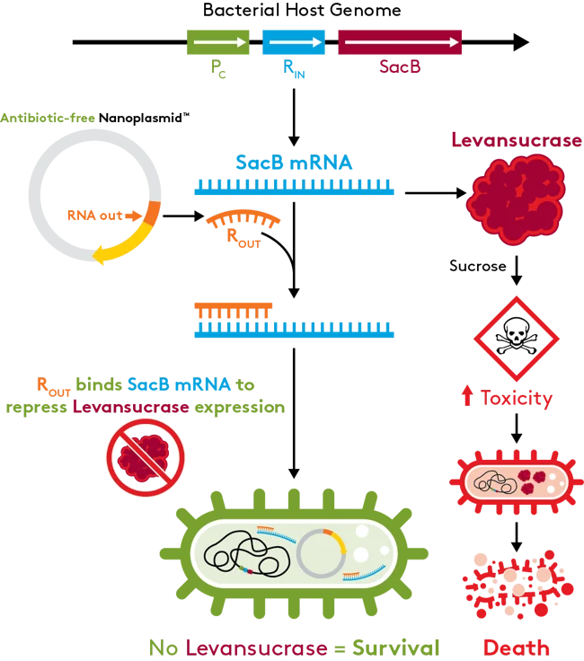 ALD Nanoplasmid Bacterial Host Genome_V3_Optimized