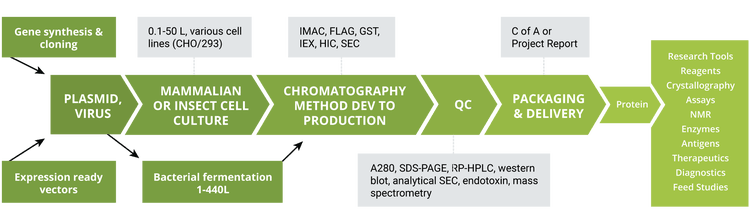 Recombinant Protein Production Full Article: Bioprocessing Of
