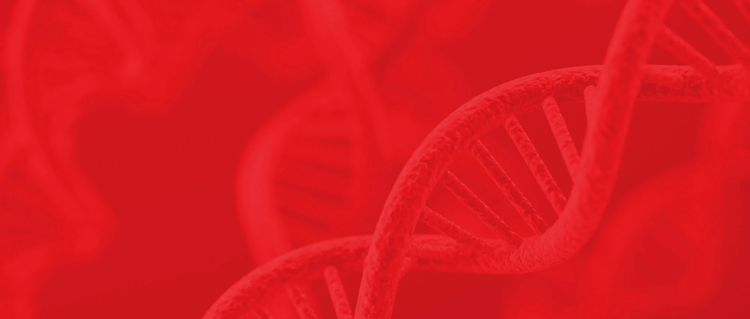 Reporter Plasmids Reporter Plasmids