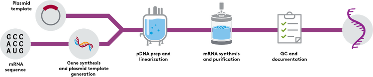 mRNA Process Ill 2 mRNA Process Ill 2