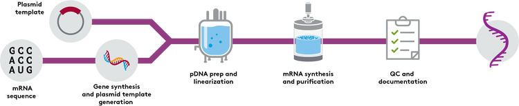 mRNA Process Ill 2