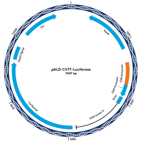 pALD-CV77-Luciferase-Sequence-Map