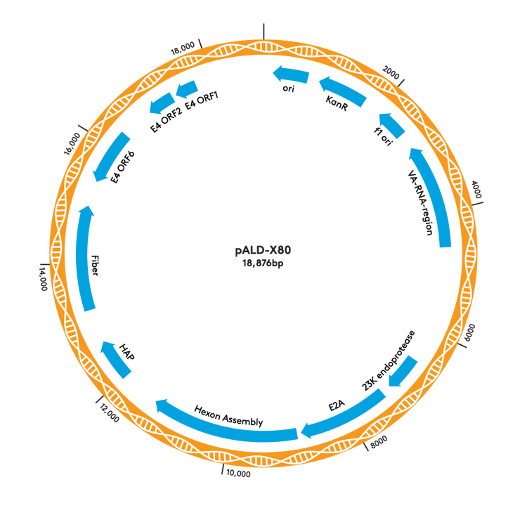 pALD-X80 Map